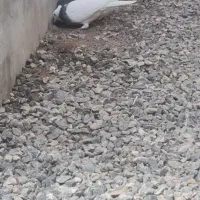 سلام کبوتر ۵ عددش کلافه طوقی ۵ تا معمولی|پرنده|بندر انزلی, پیل علی باغ|دیوار