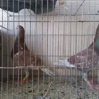 کبوتر،کفتر سخرج پلاکی مسافتی