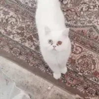 گربه پرشین اصیل