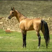 اسب ترکمن سمند طلایی آخال باقابلیت سیلمی|اسب و تجهیزات اسب‌سواری|شیراز, شهرک آرین|دیوار