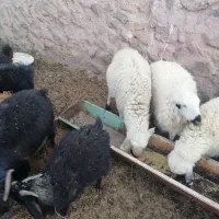 میش جوان فروشی|حیوانات مزرعه|سربیشه, |دیوار