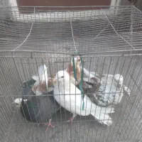 شش عدد کبوتر خوشکل فروشی سه تاش بزرگ سه تاش جوجه