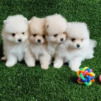 پامر خررسی سفید و پرتغالی|سگ|محمدشهر, همایون ویلا|دیوار