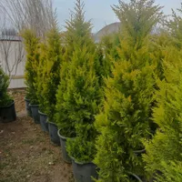 لاوسون|گل و گیاه طبیعی|تهران, مشیریه|دیوار