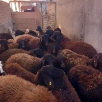 ۱۰عددبره ماده ۳عددهم نر بفروش میرسد