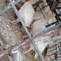 بوقلمون جوجه بیوتی