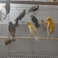 قناری طلایی ،دارچینی،سرخ