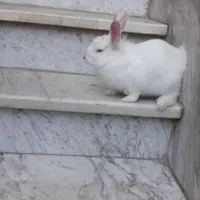خرگوشچشمعسلیوزیبا