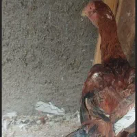 جوجه خروس لاری