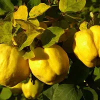 فروش نهال مخصوص به صورت عمده