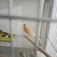 قناری ماده|پرنده|کرمان, |دیوار