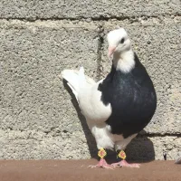 سه عدد طوقی|پرنده|خورموج, |دیوار