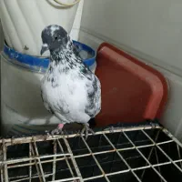 کبوتر گرفتنی  عالی