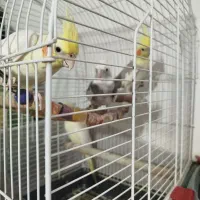 عروس هلندی پرورش خونگی نر و ماده،سخنگو|پرنده|رشت, حمیدیان|دیوار