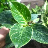 فروش گل و گیاه زینتی و آپارتمانی