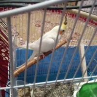 عروس هلندی لوتینو|پرنده|کیار, |دیوار