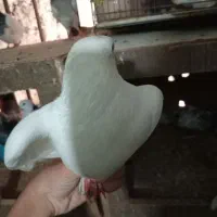 کبوتر|پرنده|آمل, |دیوار