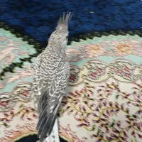 عروس هلندی جوجه|پرنده|ماهدشت, |دیوار