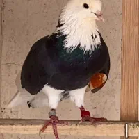 کبوتر