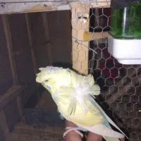 فروش مرغ عشق