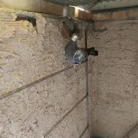 دوعدد گفتر یدونه ماده دوکت سیاه ویکی جوجه سرور