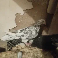 کوهی دورگ دوجفت|پرنده|فولادشهر, فولادشهر|دیوار