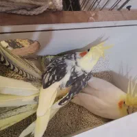 جفت مولد 4تخم