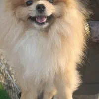 پامر خرسی اورجینال