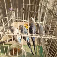 مرغ عشق مولد|پرنده|اردبیل, |دیوار