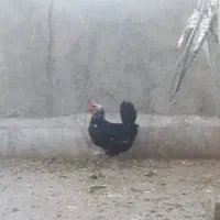 مرغ محلی|حیوانات مزرعه|مشهد, هدایت|دیوار