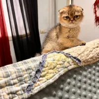 گربه اسکاتیش گلد ny25