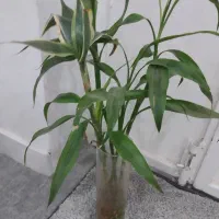 گل وگیاه طبیعی