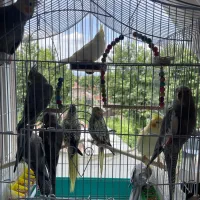 عروس هلندی نر و ماده رام و دستی