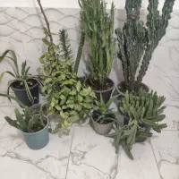 گل خانگی زیبا|گل و گیاه طبیعی|نوشین شهر, |دیوار