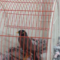 مرغ مینا سخنگو تخفیف داره