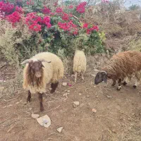 ۸عددبره۵تانر۳ماده خانگی پرگوشت سرحال|حیوانات مزرعه|کرخه, |دیوار