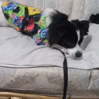 سگ خونگی|سگ|قدس, شهرقدس|دیوار