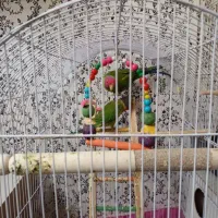 جفت مولد طوطی کله آلویی