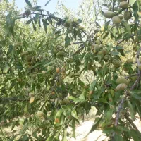 فروشی فوری و زیر قیمت باغچه به متراژ 1100متر