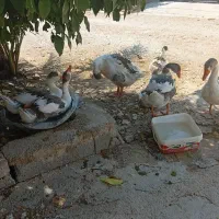 غاز