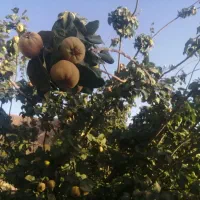 فروش باغ در روستای بابتنگل