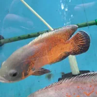 ماهی اسکار ردسورم دالر فوکوس شکاری|ماهی|فلاورجان, |دیوار