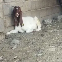 بز جوان|حیوانات مزرعه|علی‌آباد کتول, |دیوار