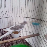 عروس هلندی نر ۸ ماهه