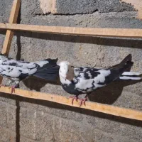 بوم کبوتر اصفهانی مایه کفتر|پرنده|فلاورجان, |دیوار