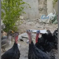 فروش چند عدد بوقلمون