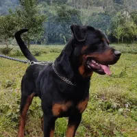 روتوایلر نر آماده ی جفت فروش نیست|سگ|کلاچای, |دیوار