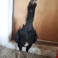 تخم نطفه دار لاری و برهما لایت. تعداد محدود|حیوانات مزرعه|سبزوار, امیر کبیر|دیوار