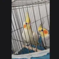 عروس هلندی بالغ