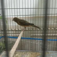 ماده سوخته قناری